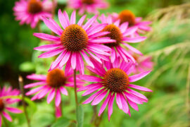 Herbal,Echinacea,Flowers.,Herbal,Echinacea,Or,Coneflower,Flowers,In,A