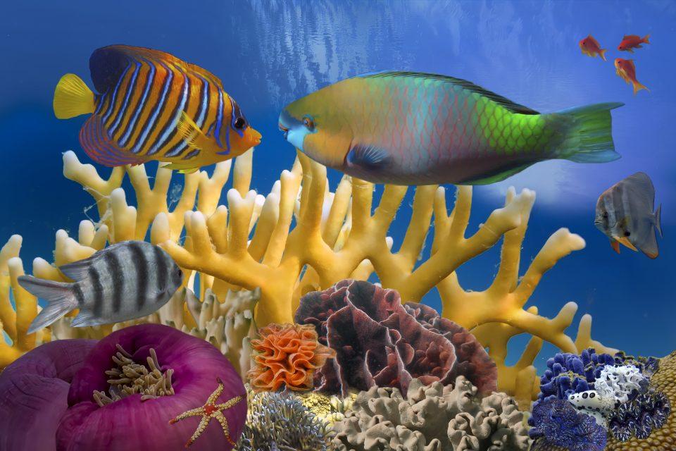 Study reveals reproductive secrets of stony corals