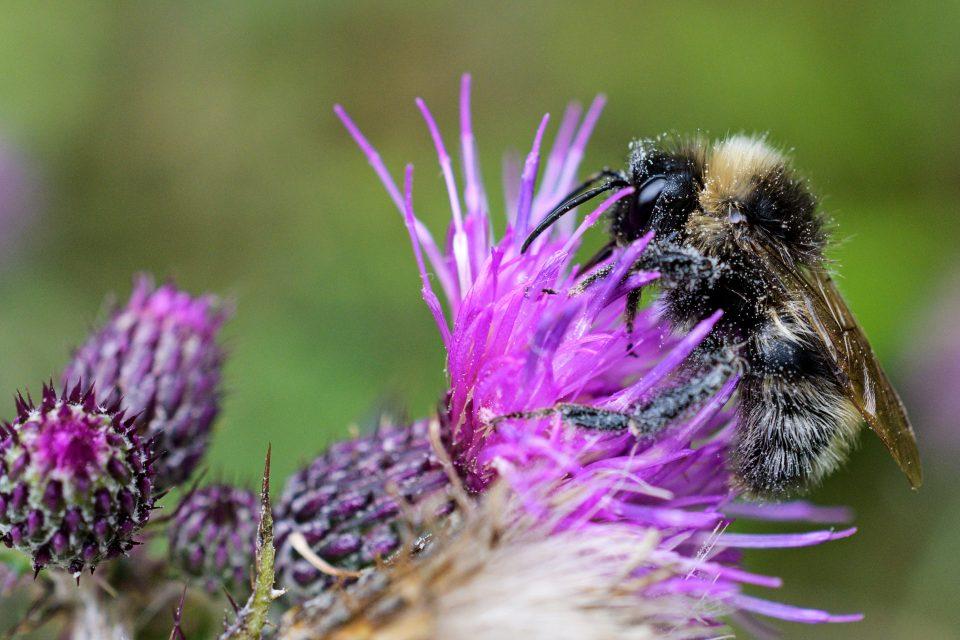 Climate change is altering the life cycles of bees and plants