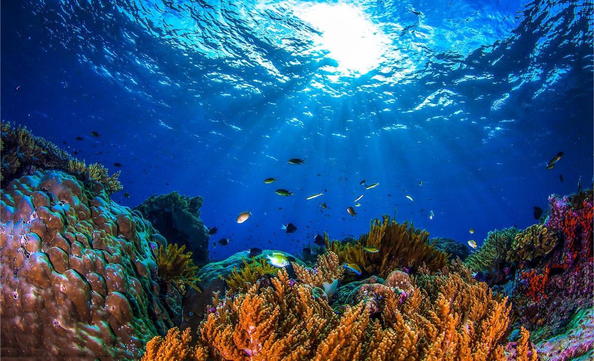 Nutrient pollution makes corals more susceptible to bleaching
