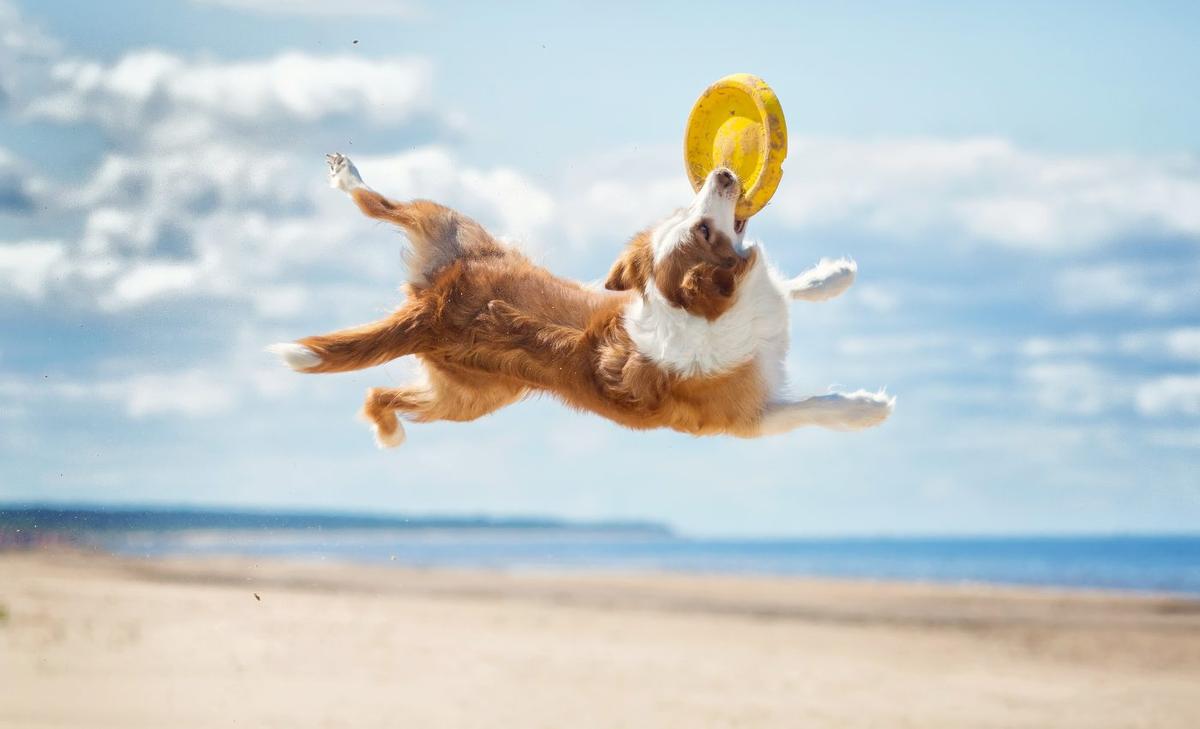 Active dogs have less fear