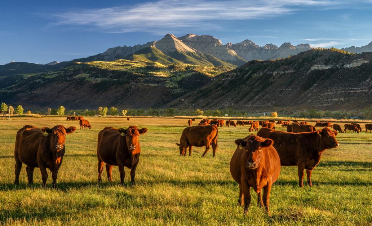 Regenerative ranching is a low-cost, natural climate solution