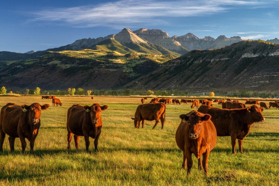 Regenerative ranching is a low-cost, natural climate solution