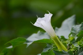 2020/08/datura-841238_1280.jpg
