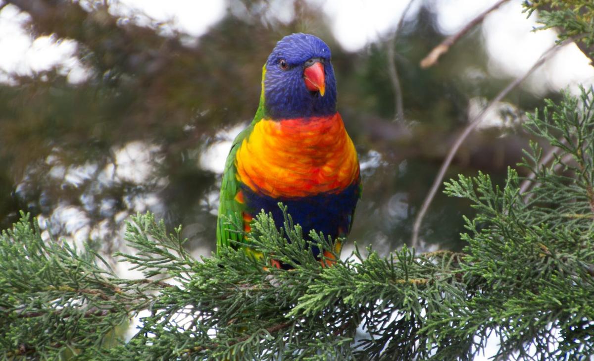 Waterbirds are being forced out of the tropics by climate change
