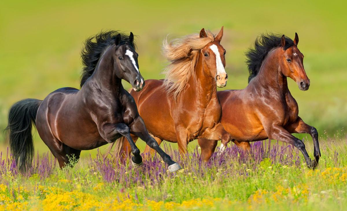 Eastern Europe had a stunning collection of animals two million years ago