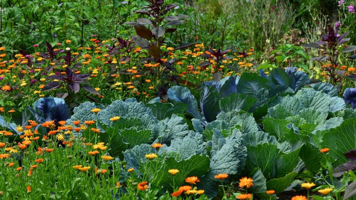 2020/08/white-cabbage-2521700_1280.jpg