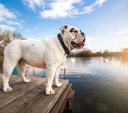 shutterstock_6057625822.jpg