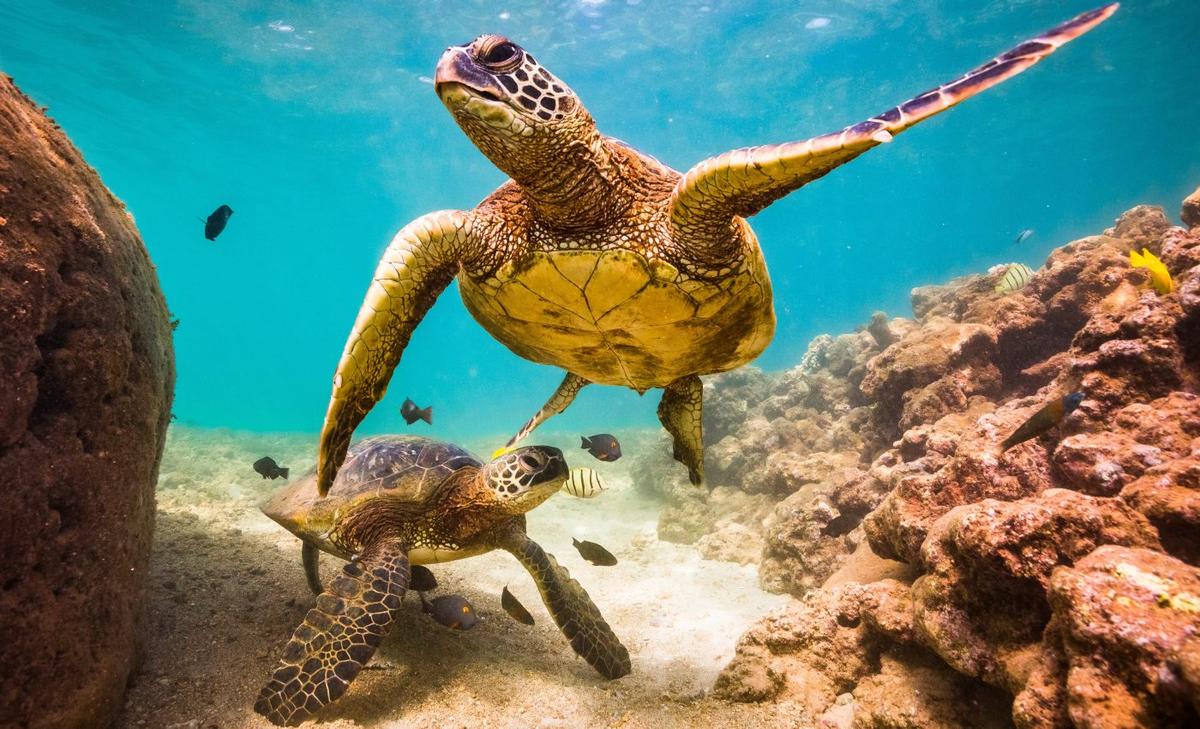 Sea turtles will lose habitats due to climate change and coastal development