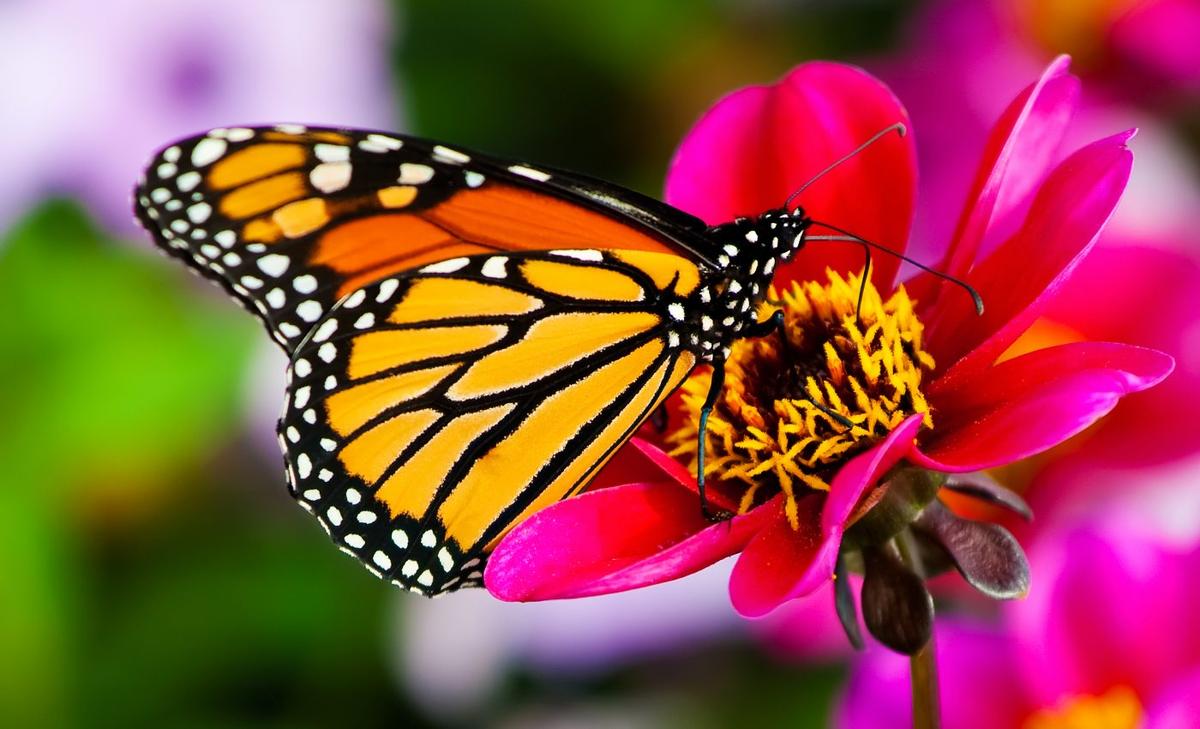 Secrets of past warming help protect future ecosystems