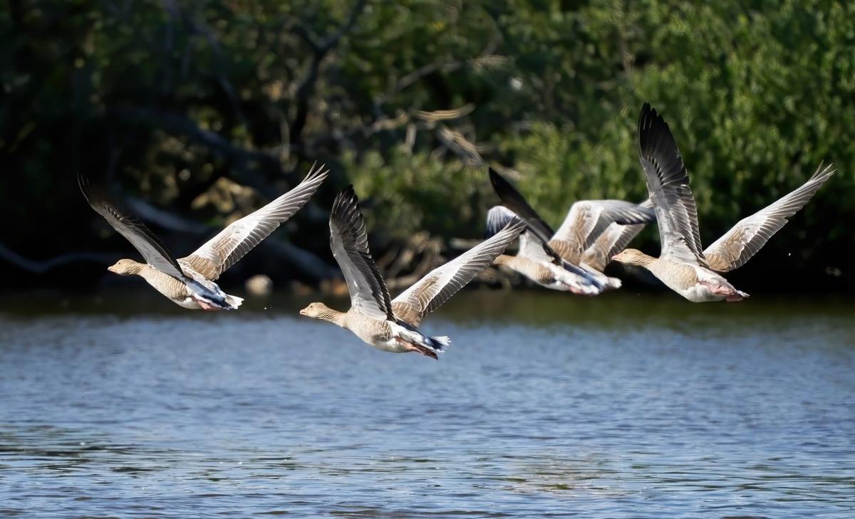 Drones are becoming a threat to waterbirds