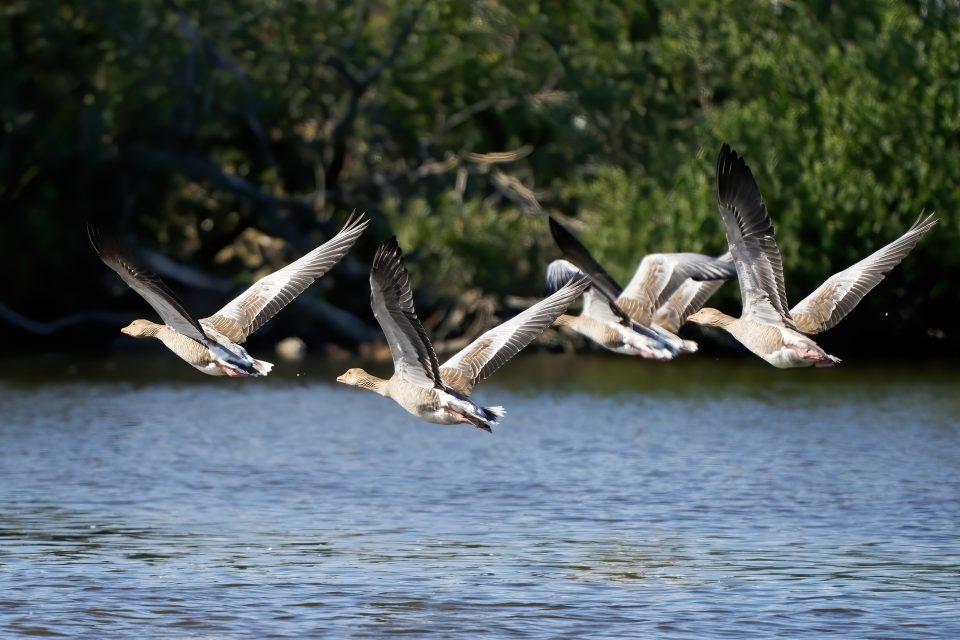 Drones are becoming a threat to waterbirds