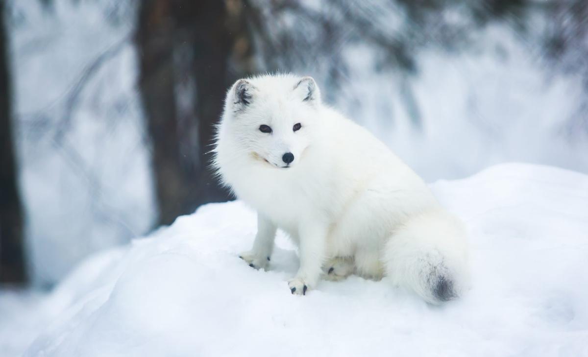 Human activities help scavengers take over the habitats of Arctic foxes