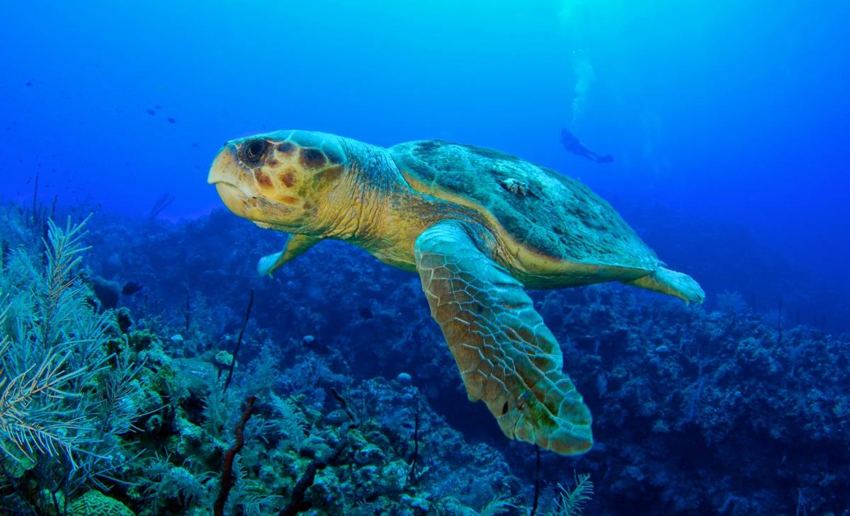 Sea turtles recorded their own behavior during a hurricane