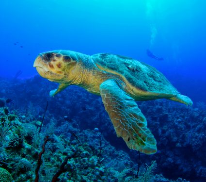 shutterstock_557658118.jpg