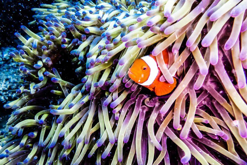 Ocean acidification could cause coral reefs to fall apart