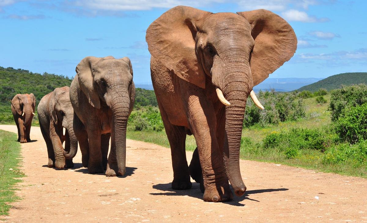 Scientists turn to elephant trails for a new approach to conservation