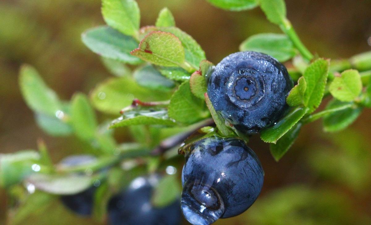 Water droplets on plant leaves provide nutrition for insects