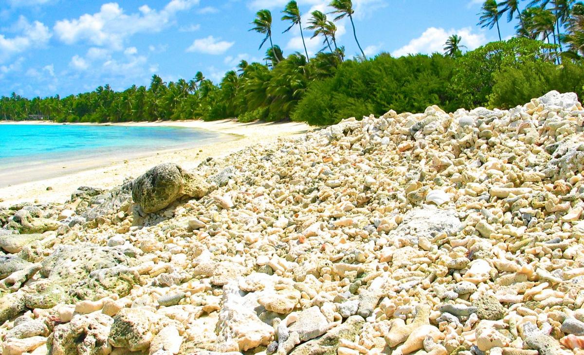 Dead coral rubble supports a surprising amount of life
