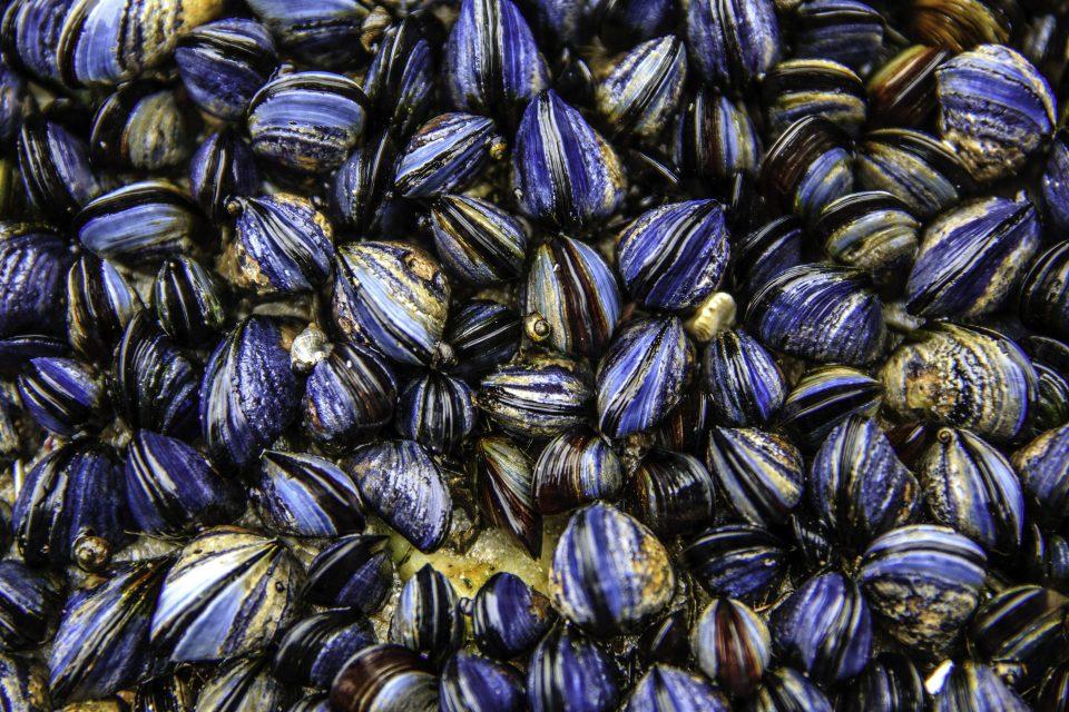 Shellfish are migrating away from safety as the ocean warms