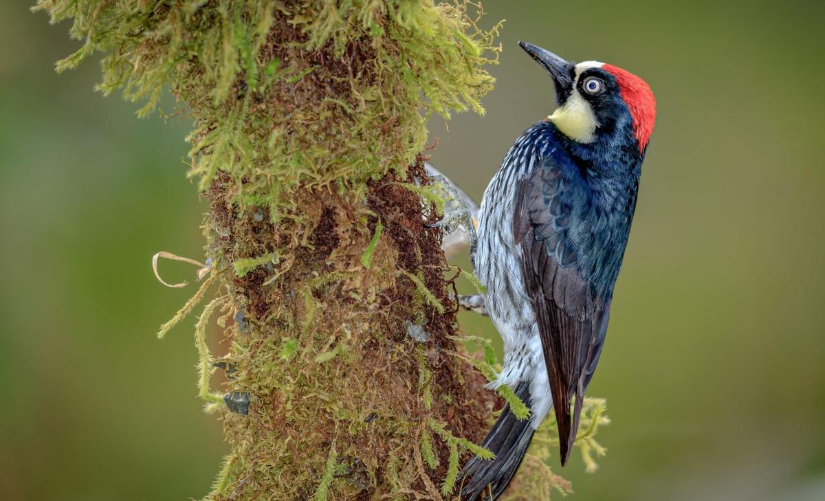 Acorn woodpeckers duke it out for days to win a prime breeding territory