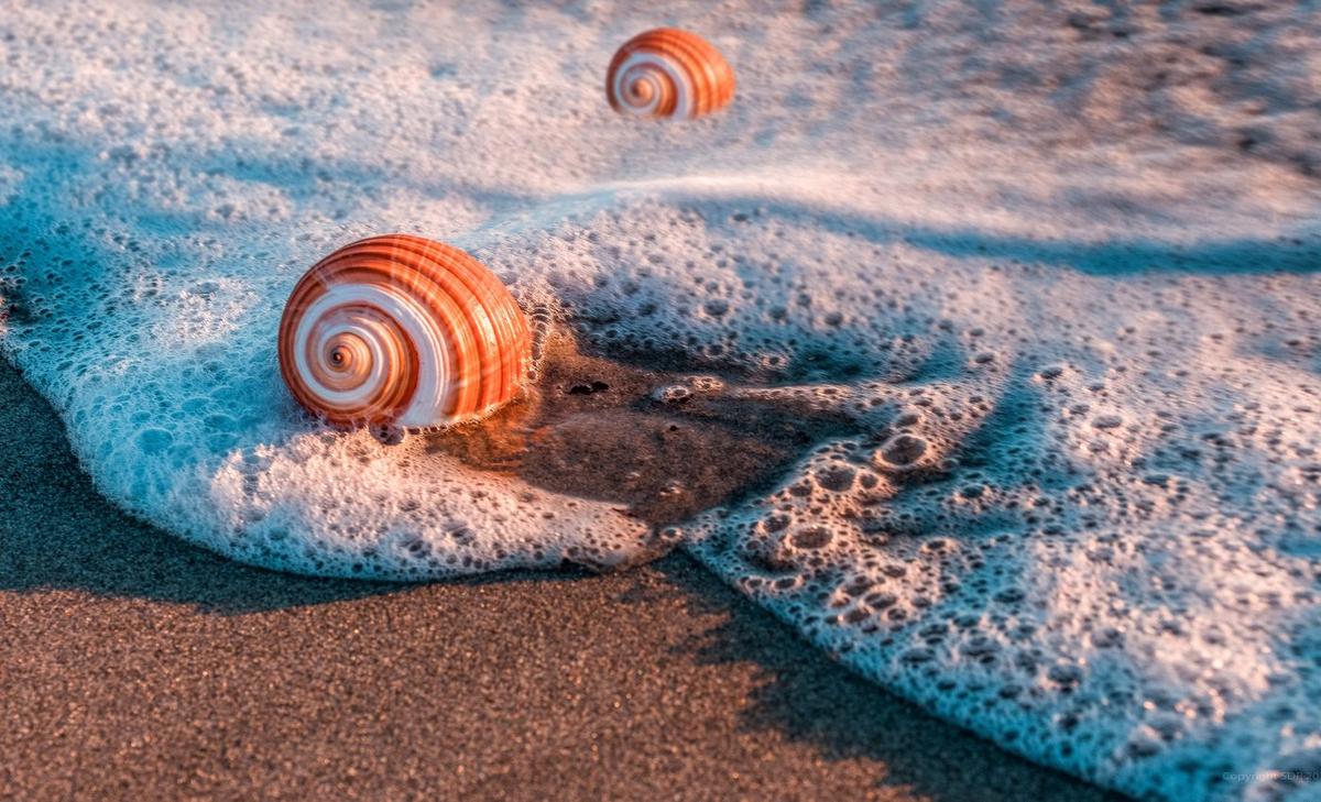 Marine snails have a swimming style that corresponds with their shell