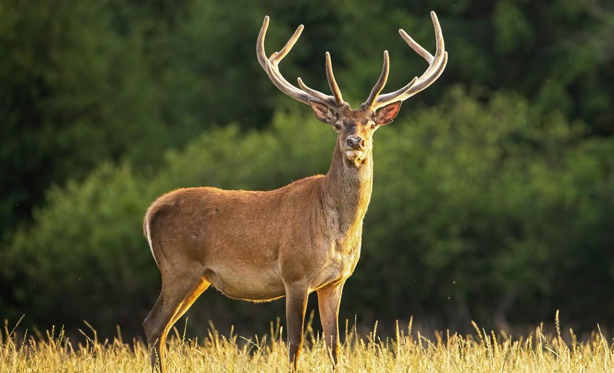 Deer migration is driven by springtime vegetation patterns