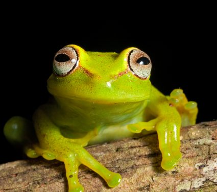shutterstock_77355652.jpg