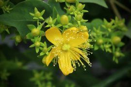 2020/09/st-johns-wort-4230535_1280.jpg