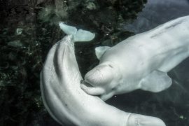 2020/09/beluga-4830574_1920.jpg