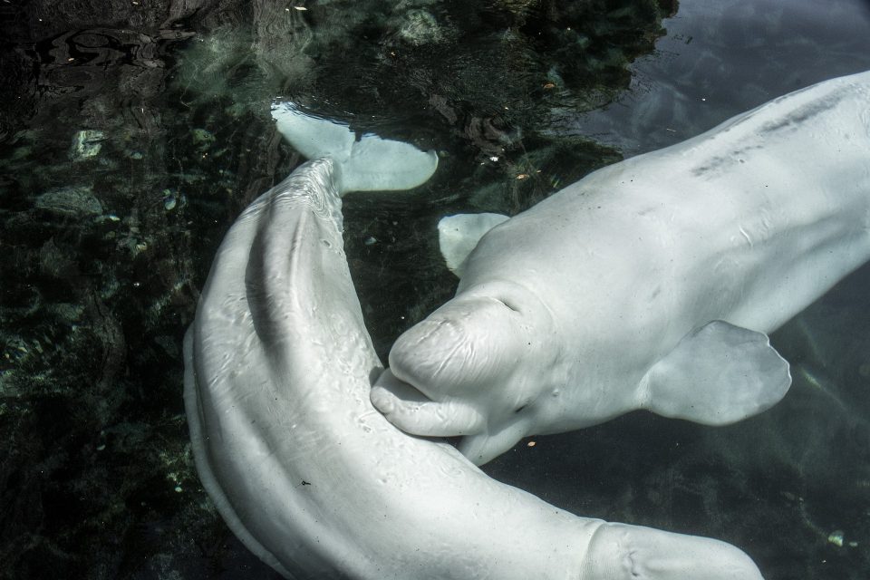 What Is a Beluga Whale?