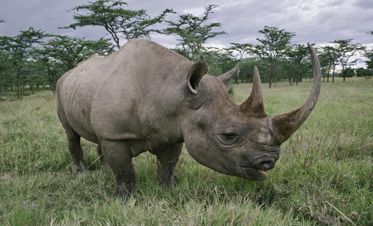 New software will help protect black rhinos from poachers