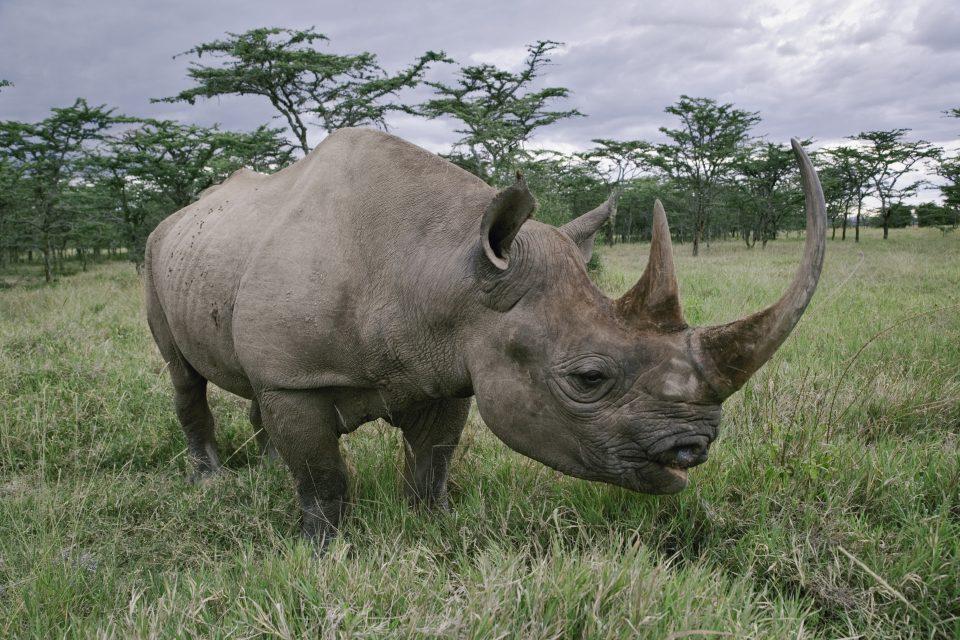 New software will help protect black rhinos from poachers