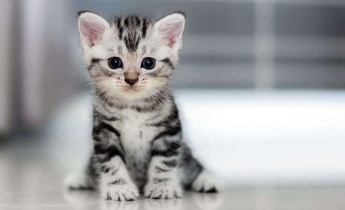 Some cats have developed neutralizing COVID-19 antibodies