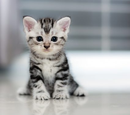 shutterstock_352176329.jpg