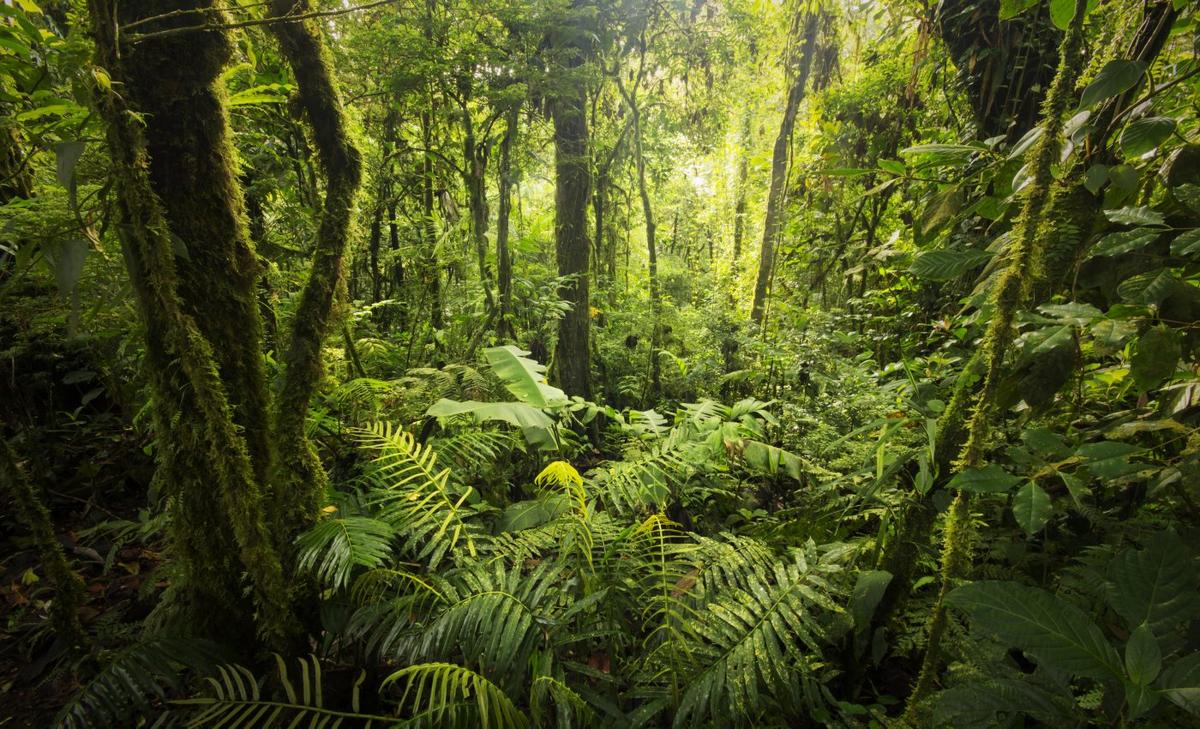 Latin America contains a third of the world's biodiversity