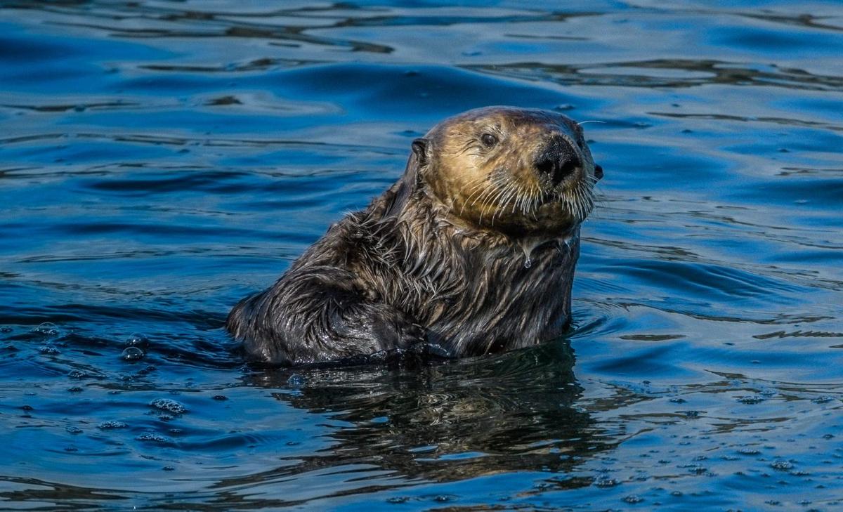 Loss of sea otters is devastating Alaskan kelp forests