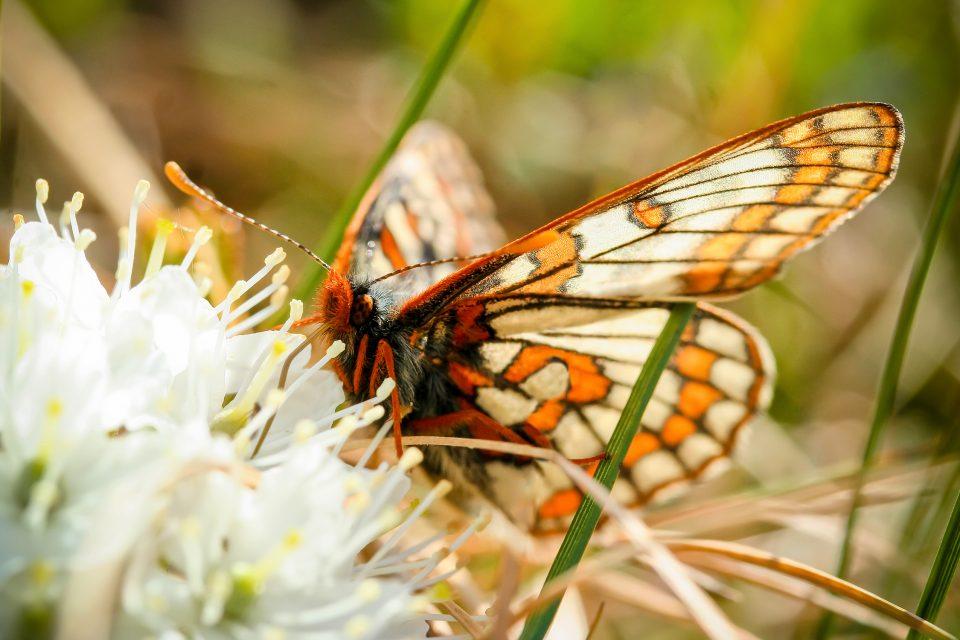 Global warming is changing insect communities in the Arctic