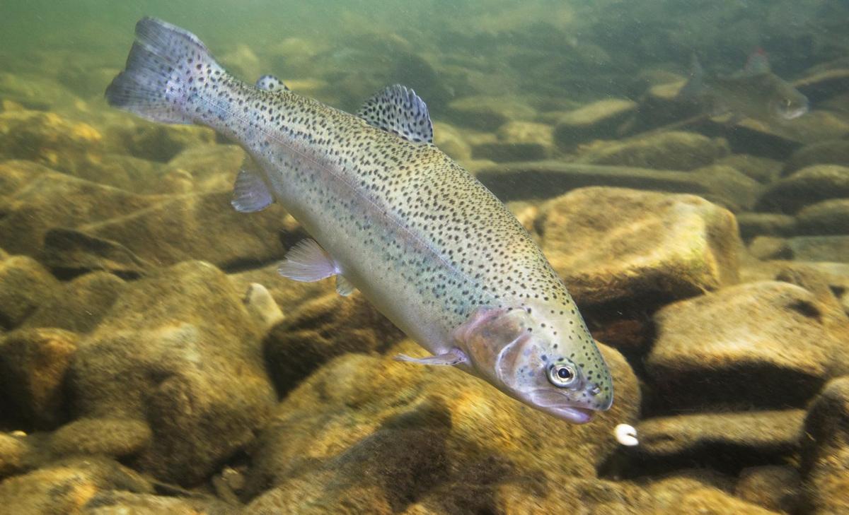 Steelhead trout follow their instincts, not environmental cues