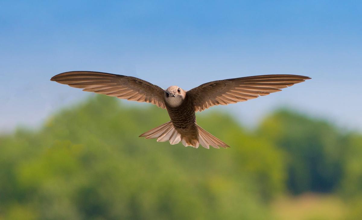 Common swifts use a unique migration strategy to support their grueling lifestyle