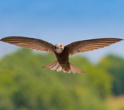 shutterstock_1041335908.jpg