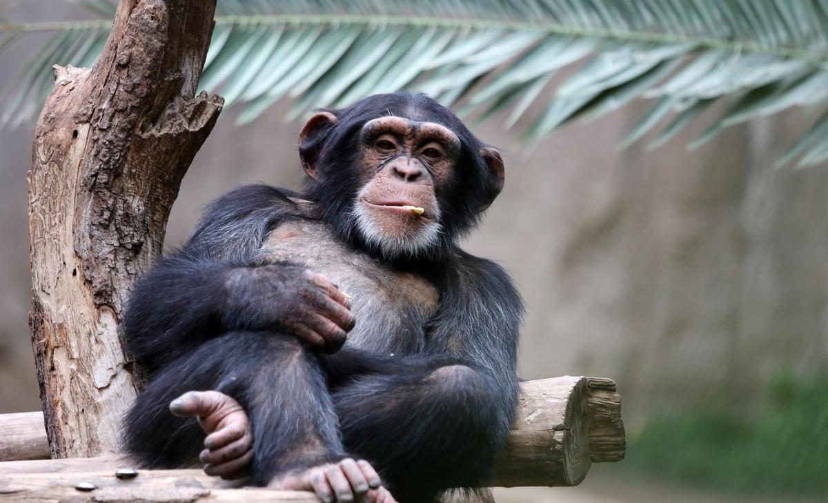 Chimpanzees respond to dynamic environments by learning new behaviors