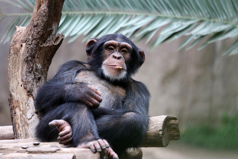 Chimpanzees respond to dynamic environments by learning new behaviors