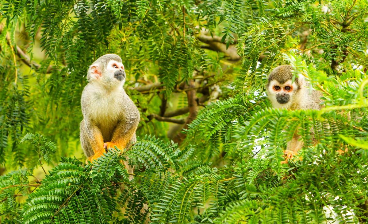 Centuries of human activities have taken a toll on Neotropical mammals