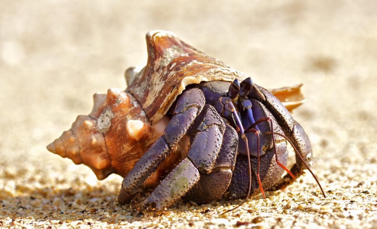Sperm cells discovered in a 100 million-year-old fossilized crustacean