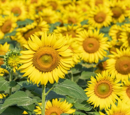 shutterstock_16585990242.jpg