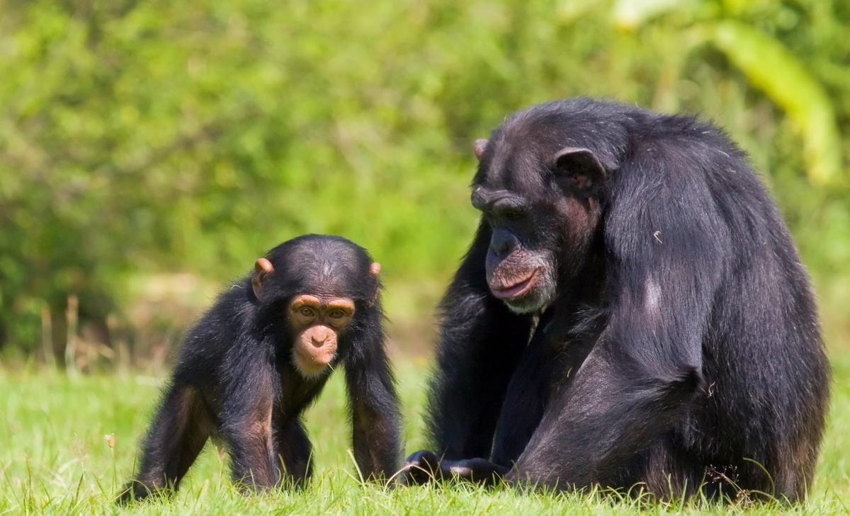 Chimpanzees who lose their mothers as children suffer for life