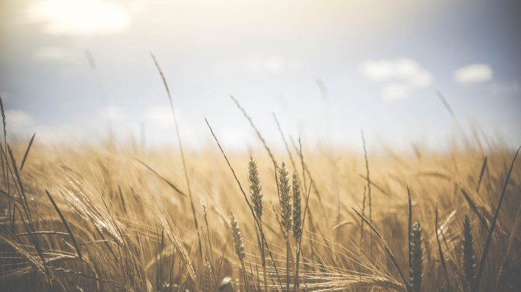 2020/09/agriculture-1845835_1920.jpg
