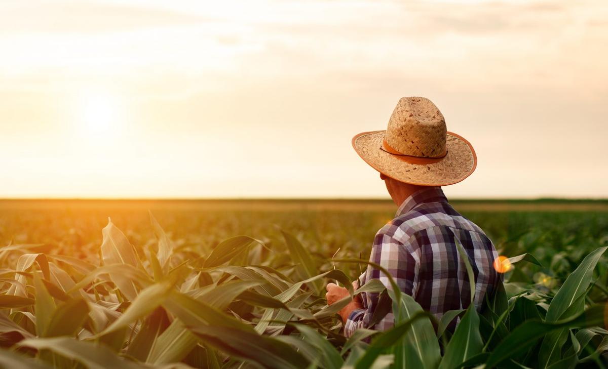 New model predicts economically important traits in crops