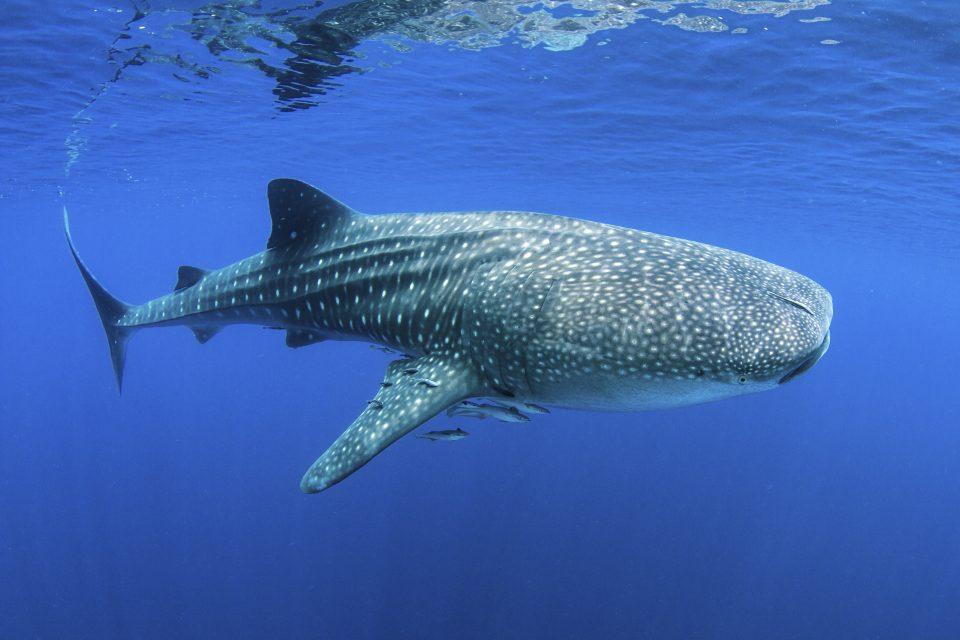 Female whale sharks grow slower yet larger than males